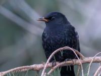 Amsel Männchen Jungvogel